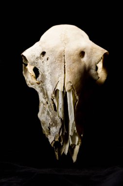 Hayvan geyik Ram koyun kafatası yakın çekim