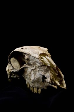 Hayvan geyik Ram koyun kafatası yakın çekim