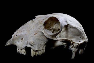 Hayvan geyik Ram koyun kafatası yakın çekim