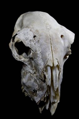 Hayvan geyik Ram koyun kafatası yakın çekim