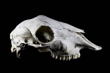 Hayvan geyik Ram koyun kafatası yakın çekim