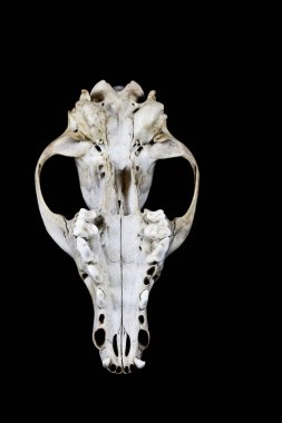 Fox kafatası yakın çekim