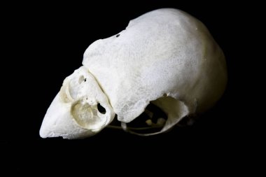 Şirin Dragon dinozor çizgi film illüstrasyon karakteri