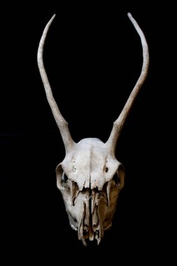 Hayvan geyik Ram koyun kafatası yakın çekim