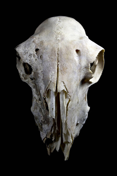 Animal Deer Ram Sheep Skull Close Up