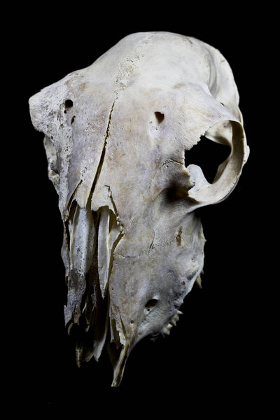 Animal Deer Ram Sheep Skull Close Up