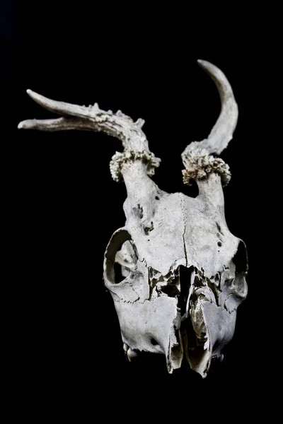 Cierre Cráneo Oveja Carnero Ciervo Animal — Foto de Stock