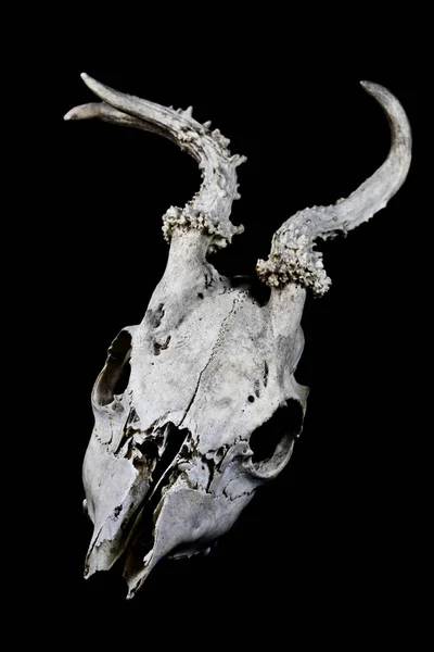 動物の鹿ラム羊の頭蓋骨をクローズ アップ — ストック写真