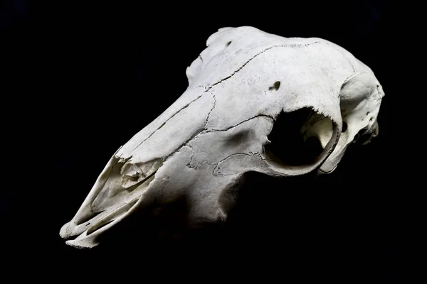 Animal Deer Ram Sheep Skull Close — Stock Photo, Image