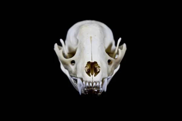 Kadar Yakın Siyah Arka Plan Üzerine Bir Porsuk Hayvan Kafatasının — Stok fotoğraf