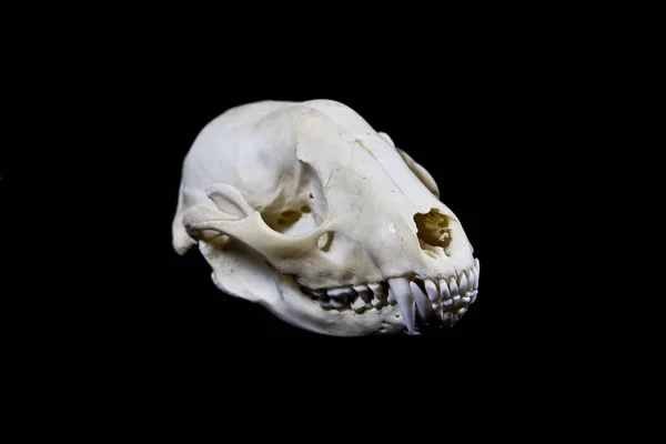 Kadar Yakın Siyah Arka Plan Üzerine Bir Porsuk Hayvan Kafatasının — Stok fotoğraf