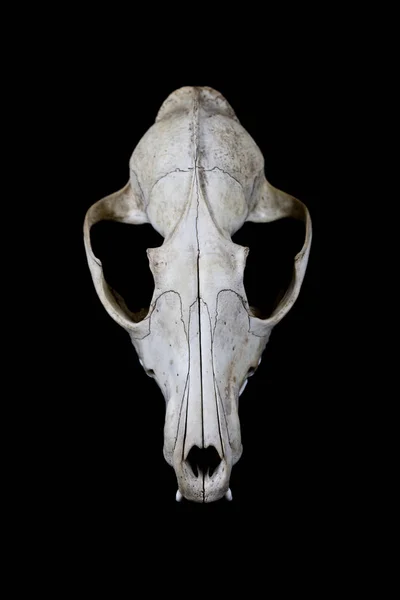 Primo Piano Fox Skull — Foto Stock