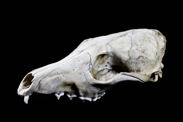 Primo Piano Fox Skull — Foto Stock