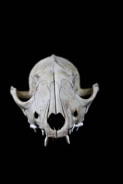 Primer Plano Fox Skull —  Fotos de Stock