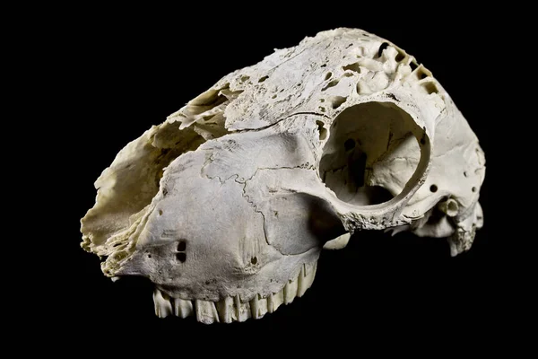 動物の鹿ラム羊の頭蓋骨をクローズ アップ — ストック写真