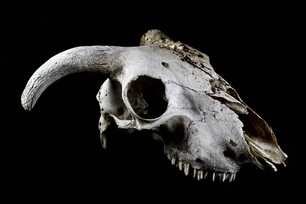 Animal Deer Ram Sheep Skull Close — Stock Photo, Image