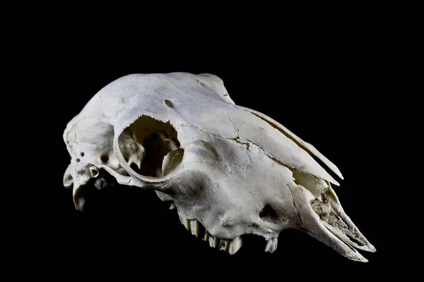 Animal Deer Ram Sheep Skull Close — Stock Photo, Image