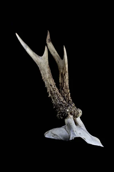 Animal Deer Ram Sheep Skull Close — Stock Photo, Image