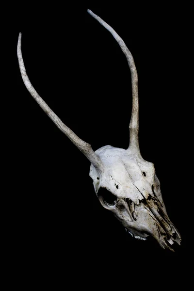 Zvíře Jelen Ram Ovčí Lebka Zblízka — Stock fotografie