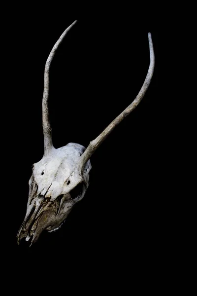 Zwierzęta Deer Ram Owiec Czaszki Bliska — Zdjęcie stockowe