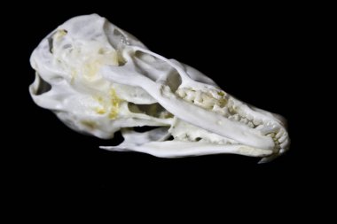 Kadar yakın siyah arka plan üzerine bir porsuk hayvan kafatasının soyut