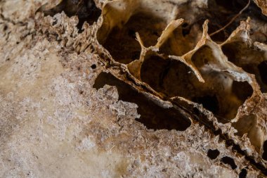 Kadar yakın siyah arka plan üzerine bir su geyik kafatasının soyut