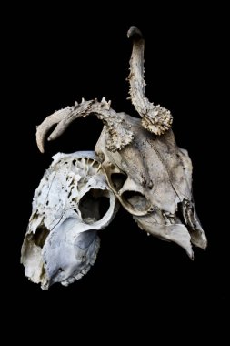 Soyut Ram koyun geyik kafatası 