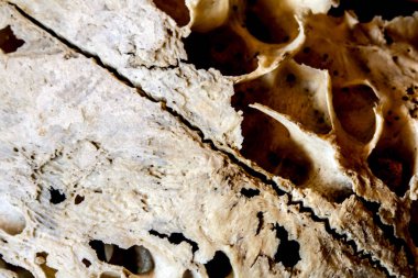 Soyut Ram koyun geyik kafatası 