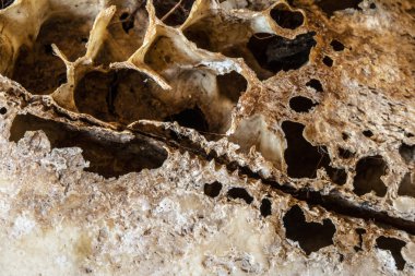 Soyut Ram koyun geyik kafatası 