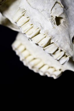 Soyut Ram koyun geyik kafatası 