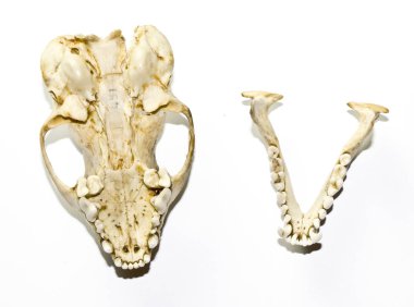 Kadar yakın siyah arka plan üzerine bir porsuk hayvan kafatasının soyut