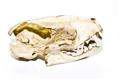 Kadar yakın siyah arka plan üzerine bir porsuk hayvan kafatasının soyut