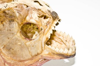 Piranha diş ve siyah arka plan üzerine soyut makro kafatasında