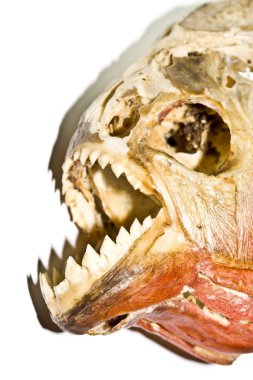 Piranha diş ve siyah arka plan üzerine soyut makro kafatasında