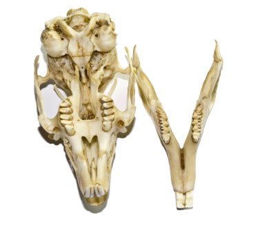 Bir tavşan kafatası yakın çekim