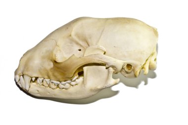 Kadar yakın siyah arka plan üzerine bir porsuk hayvan kafatasının soyut