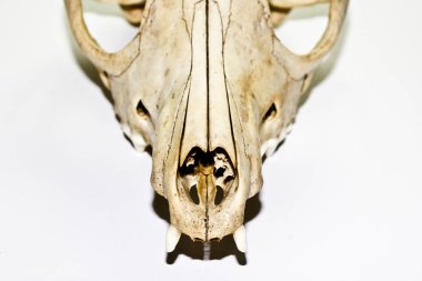 Fox kafatası yakın çekim