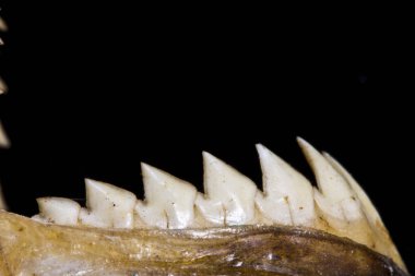 Piranha diş ve siyah arka plan üzerine soyut makro kafatasında