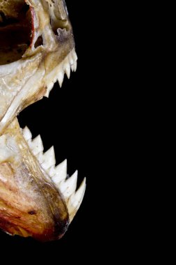 Piranha diş ve siyah arka plan üzerine soyut makro kafatasında