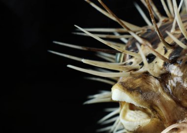 Piranha diş ve siyah arka plan üzerine soyut makro kafatasında