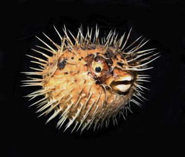 Piranha diş ve siyah arka plan üzerine soyut makro kafatasında