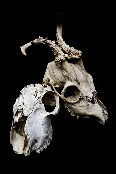 Cráneo Ciervo Oveja Ram Abstracto —  Fotos de Stock