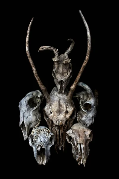 Streszczenie Ram Owiec Deer Skull — Zdjęcie stockowe