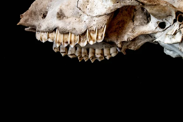 抽象的な Ram 羊鹿の頭蓋骨 — ストック写真