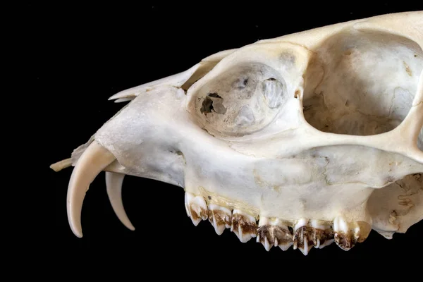 Kadar Yakın Siyah Arka Plan Üzerine Bir Geyik Kafatasının Soyut — Stok fotoğraf