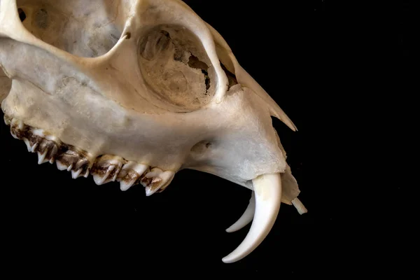 Abstract Close Water Deer Skull Black Background — Stock Photo, Image