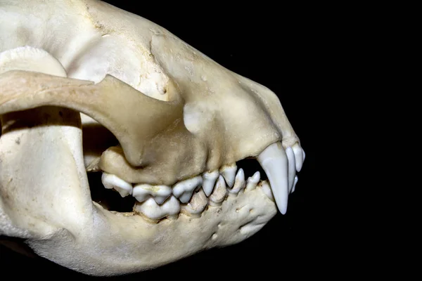 Abstract Close Badger Animal Skull Black Background — Stock Photo, Image