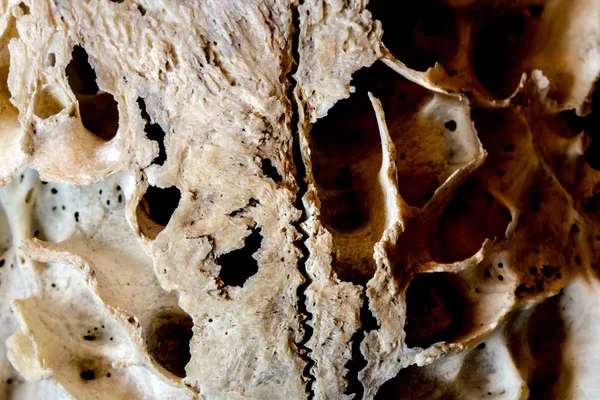 Streszczenie Ram Owiec Deer Skull — Zdjęcie stockowe