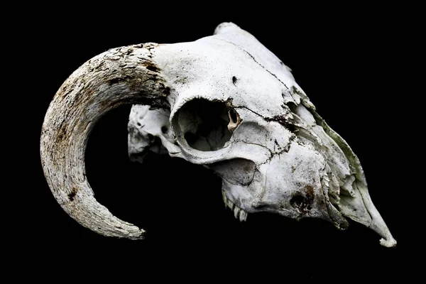 Streszczenie Ram Owiec Deer Skull — Zdjęcie stockowe