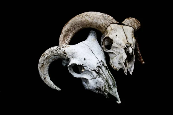 Abstract Ram Sheep Deer Skull — Stock Photo, Image